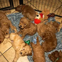 Sriracha/  $1000 Or Best Offer, a female Goldendoodle for sale in El Centro, CA – Photo 7 of 8