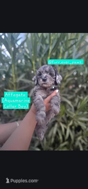 Affogato – Australian Labradoodle puppy for sale in El Centro, CA