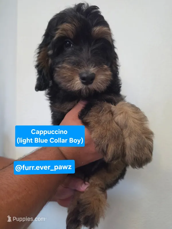 Cappuccino  – Poodle - Miniature , Australian Labradoodle puppy for sale in El Centro, CA