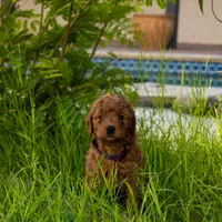 Nori/ $1000 Or Best Offer, a female Goldendoodle for sale in El Centro, CA – Photo 7 of 10