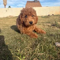 Nori/ $1000 Or Best Offer, a female Goldendoodle for sale in El Centro, CA – Photo 1 of 10