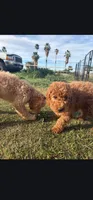 Nori/ $1000 Or Best Offer, a female Goldendoodle for sale in El Centro, CA – Photo 4 of 10
