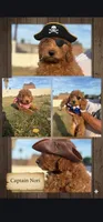 Nori/ $1000 Or Best Offer, a female Goldendoodle for sale in El Centro, CA – Photo 2 of 10