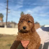 Nori/ $1000 Or Best Offer, a female Goldendoodle for sale in El Centro, CA – Photo 5 of 10