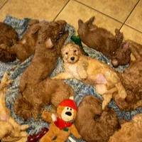 Nori/ $1000 Or Best Offer, a female Goldendoodle for sale in El Centro, CA – Photo 9 of 10