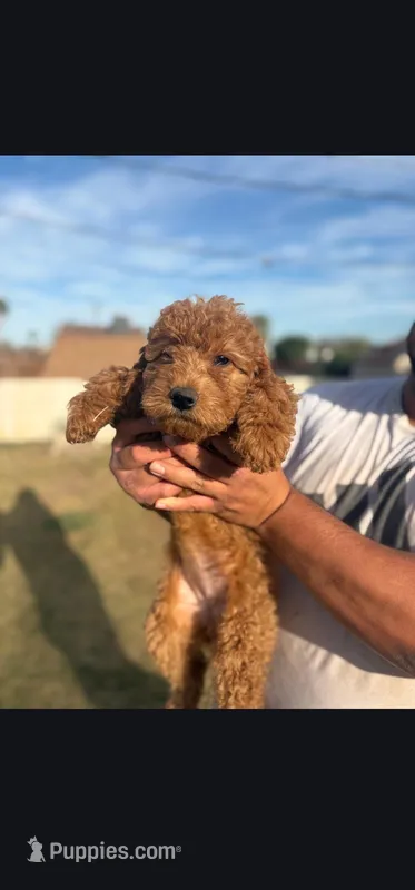 Nori – Goldendoodle puppy for sale in El Centro, CA