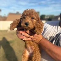 Nori/ $1000 Or Best Offer, a female Goldendoodle for sale in El Centro, CA – Photo 3 of 10
