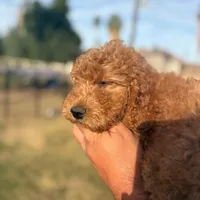 Nori/ $1000 Or Best Offer, a female Goldendoodle for sale in El Centro, CA – Photo 6 of 10