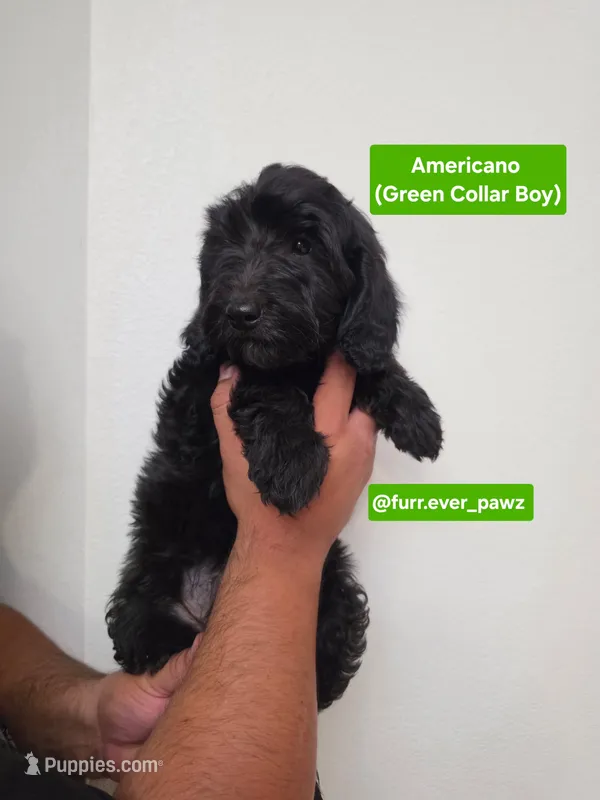 Americano – Poodle - Miniature , Australian Labradoodle puppy for sale in El Centro, CA