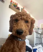 Natto, a male Goldendoodle for sale in El Centro, CA – 5 of 10