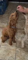 Natto, a male Goldendoodle for sale in El Centro, CA – 2 of 10