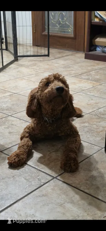 Natto – Goldendoodle puppy for sale in El Centro, CA