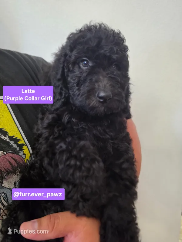 Latte – Poodle - Miniature , Australian Labradoodle puppy for sale in El Centro, CA