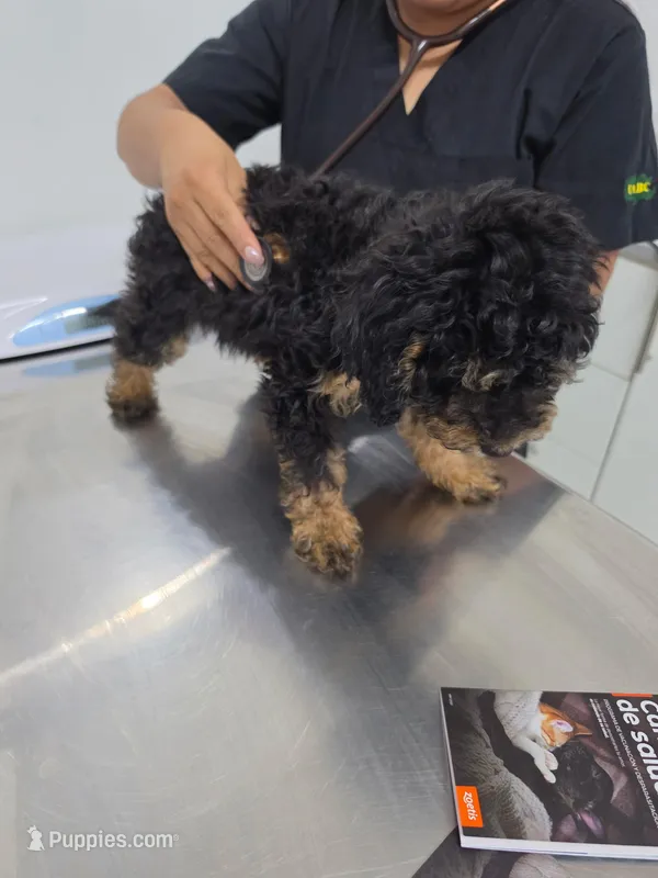 Mocha – Poodle - Miniature , Australian Labradoodle puppy for sale in El Centro, CA