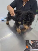 Mocha, a female Poodle - Miniature  and Australian Labradoodle for sale in El Centro, CA – 3 of 10