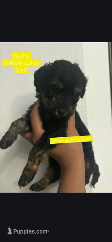 Bones – Australian Labradoodle puppy for sale in El Centro, CA