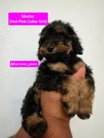 Mocha, a female Poodle - Miniature  and Australian Labradoodle for sale in El Centro, CA – 6 of 10