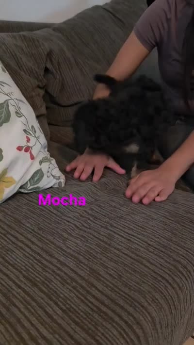 Mocha, a female Poodle - Miniature  and Australian Labradoodle for sale in El Centro, CA – 10 of 10