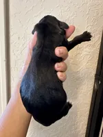 Girl 1 , a female Irish Wolfadoodle for sale in Marlow, OK – 2 of 6