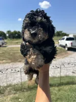 Mini Bernedoodle girl , a female Miniature Bernedoodle for sale in Marlow, OK – 1 of 7