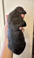 Brindle Boy 2, a male Irish Wolfadoodle for sale in Marlow, OK – 3 of 5