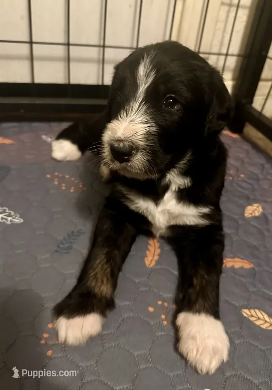 Boy 3 – Irish Wolfadoodle puppy for sale in Marlow, OK