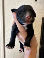 Boy 4, a female Irish Wolfadoodle for sale in Marlow, OK – 2 of 6