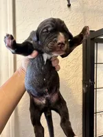 Brindle boy 1, a male Irish Wolfadoodle for sale in Marlow, OK – 3 of 5