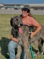 Girl 1 , a female Irish Wolfadoodle for sale in Marlow, OK – 6 of 6