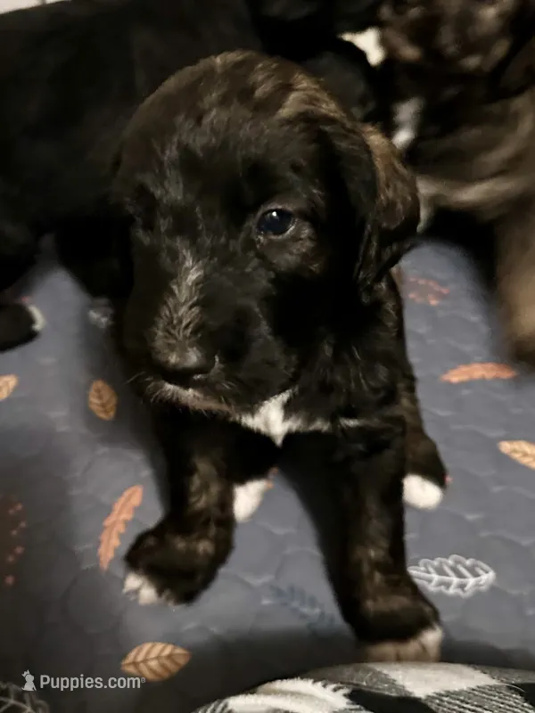 Brindle Boy 2 – Irish Wolfadoodle puppy for sale in Marlow, OK