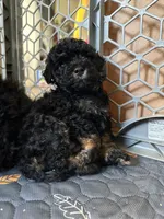 Mini Bernedoodles girl 1, a female Miniature Bernedoodle for sale in Marlow, OK – 3 of 3
