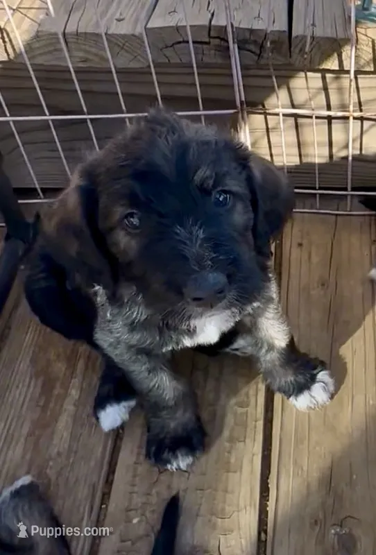 Brindle Boy 2 – Irish Wolfadoodle puppy for sale in Marlow, OK