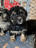 Mini Bernedoodle girl 3, a female Miniature Bernedoodle for sale in Marlow, OK – 1 of 3