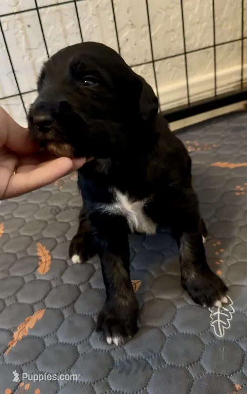 Girl 1  – Irish Wolfadoodle puppy for sale in Marlow, OK