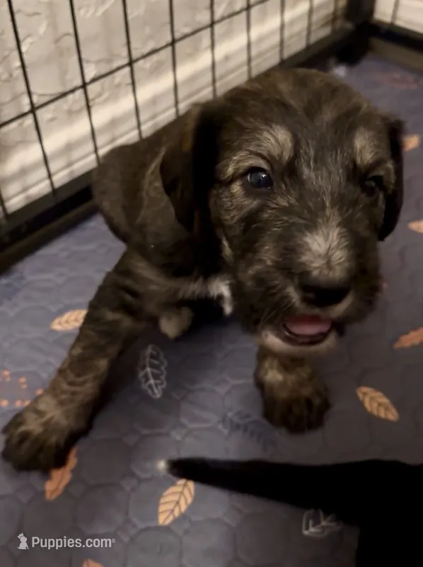 Brindle boy 1 – Irish Wolfadoodle puppy for sale in Marlow, OK