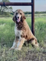 Brindle Boy 2, a male Irish Wolfadoodle for sale in Marlow, OK – 4 of 5