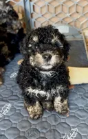 Mini Bernedoodle girl 2, a female Miniature Bernedoodle for sale in Marlow, OK – 3 of 3