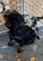 Mini Bernedoodles girl 1, a female Miniature Bernedoodle for sale in Marlow, OK – 2 of 3