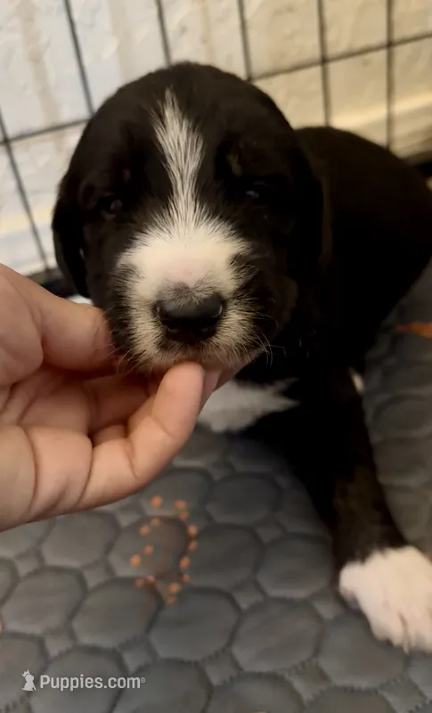 Boy 3 – Irish Wolfadoodle puppy for sale in Marlow, OK