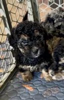 Mini Bernedoodle girl 3, a female Miniature Bernedoodle for sale in Marlow, OK – 2 of 3