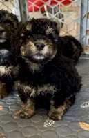 Mini Bernedoodle girl 2, a female Miniature Bernedoodle for sale in Marlow, OK – 2 of 3