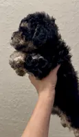 Mini Bernedoodle girl , a female Miniature Bernedoodle for sale in Marlow, OK – 7 of 7