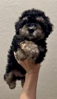 Mini Bernedoodle girl , a female Miniature Bernedoodle for sale in Marlow, OK – 2 of 7