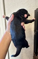 Boy 3, a female Irish Wolfadoodle for sale in Marlow, OK – 4 of 6