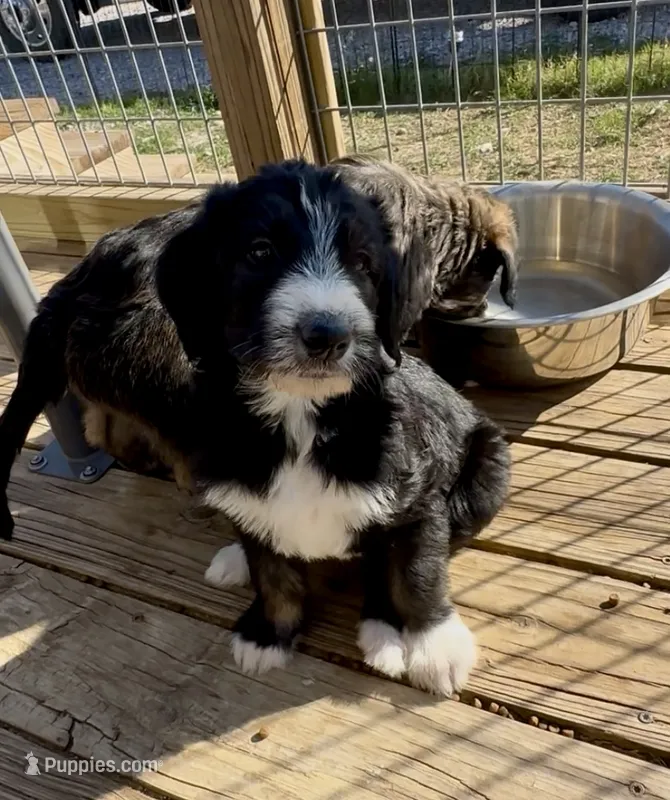 Boy 3 – Irish Wolfadoodle puppy for sale in Marlow, OK