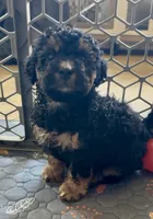 Mini Bernedoodle girl 3, a female Miniature Bernedoodle for sale in Marlow, OK – 3 of 3