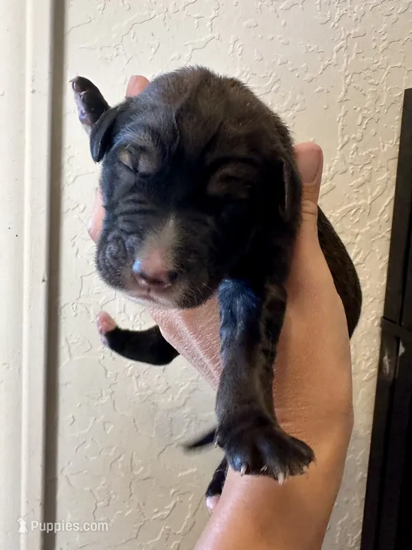 Brindle boy 1 – Irish Wolfadoodle puppy for sale in Marlow, OK