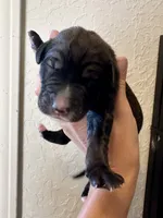 Brindle boy 1, a male Irish Wolfadoodle for sale in Marlow, OK – 1 of 5