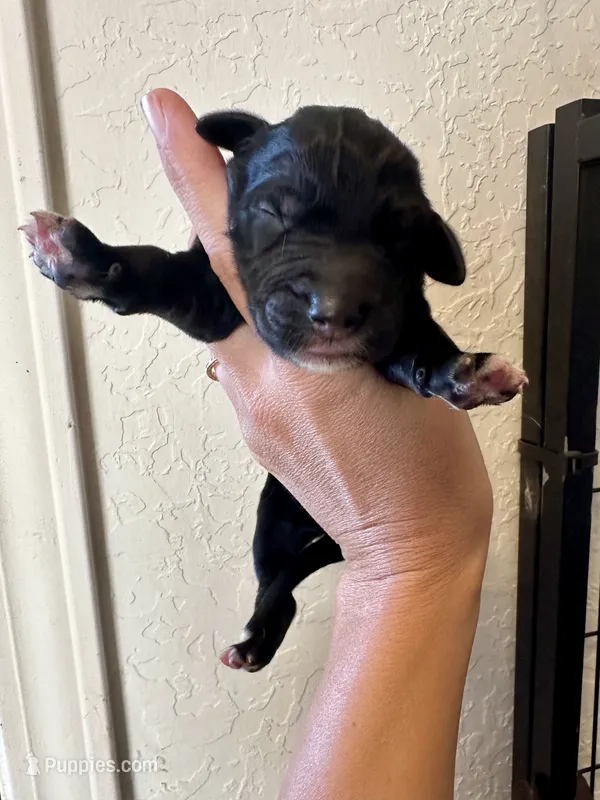 Girl 1  – Irish Wolfadoodle puppy for sale in Marlow, OK