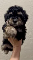 Mini Bernedoodle girl , a female Miniature Bernedoodle for sale in Marlow, OK – 6 of 7